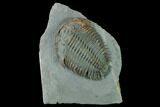 Lower Cambrian Trilobite (Longianda) - Issafen, Morocco #167890-2